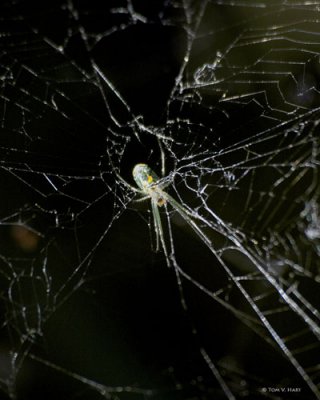 Spider 3-17-11