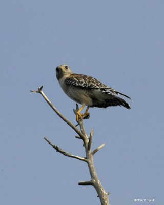 Hawk 3-24-11