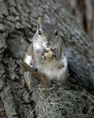 Mama Squirrel 3-23-11