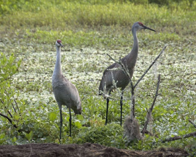 Sandhill Crane Morning 3-24-11