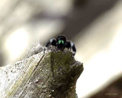 Jumping Spider 3-21-11