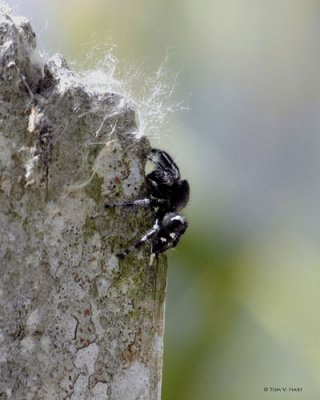 Jumping Spider II 3-21-11