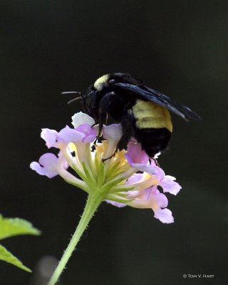 Bees & Wasps