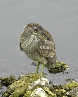 Birds of Circle B