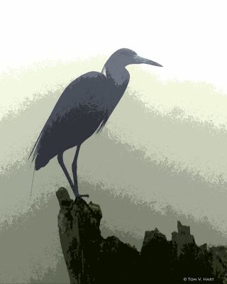 Little Blue Heron Art 3-27-11