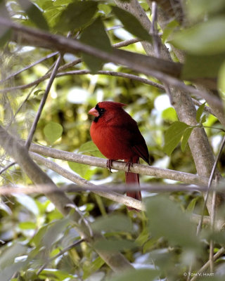 Male Cardinal 3-27-11