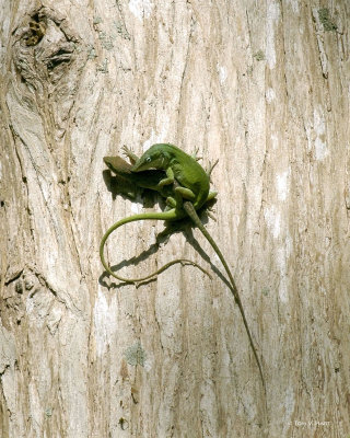 Mushy In The Marsh 3-29-11