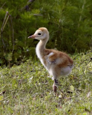 Sandhill Crane Chick 3-29-11