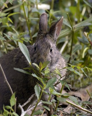 Swamp Rabbit 3-29-11