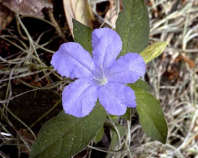 Unidentified Wildflower 3-29-11
