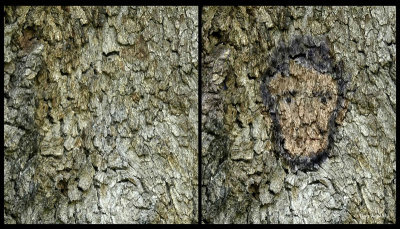 Abe Look-a-like & Original Bark 3-30-11