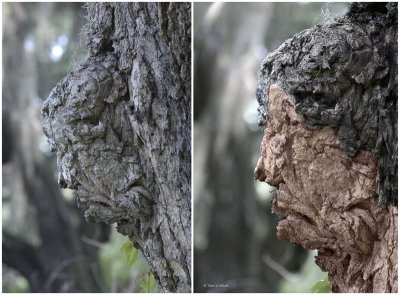 Guardian Of The Forest -Original Burl 3-30-11