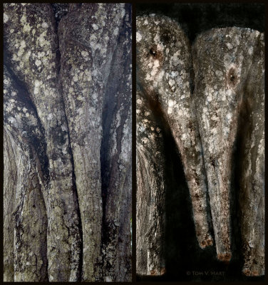Elephants