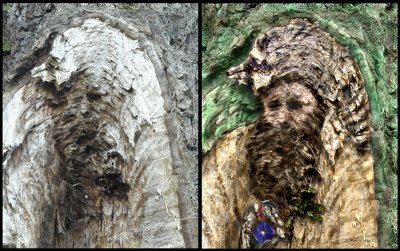 Mountain Man With Coon Hat