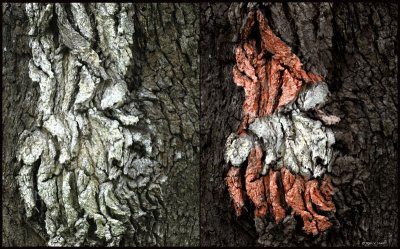 Oak Tree Bark @ Circle B