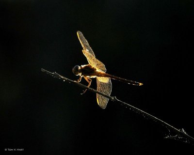 Backlit Dragonfly