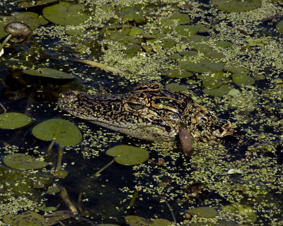 Gator 4-2-11