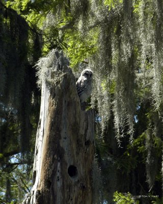 Owls