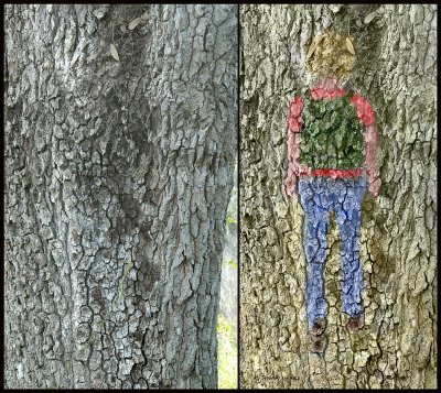 Oak Tree Bark @ Circle B