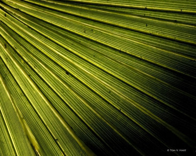 Backlit Palm Frond 4-11-11