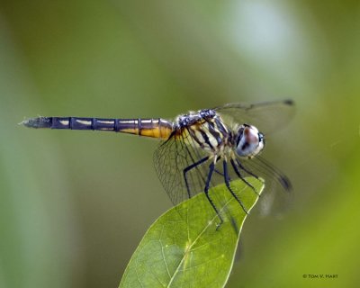 Dragonfly 4-11-11