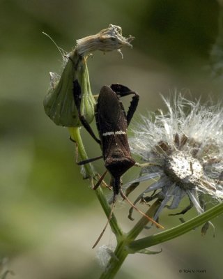 Florida Leaf-footed Bug 4-11-11