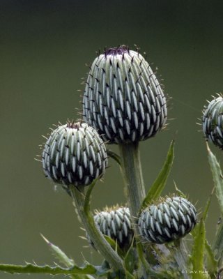 Thistle Buds 4-10-11