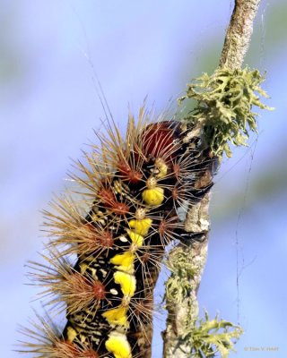 Catapillar Macro II 4-17-11