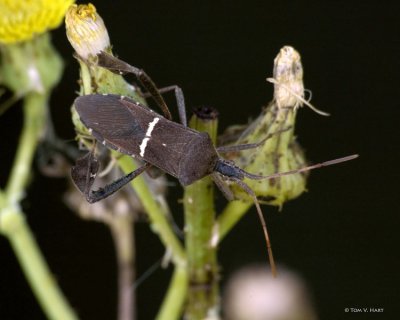 Florida Leaf-footed Bug 4-20-11