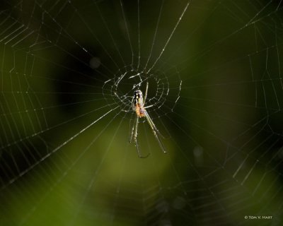 Golden silk Spider 4-20-11