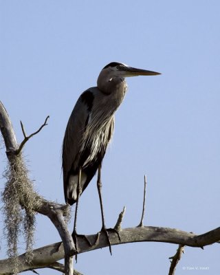 Great Blue Herons