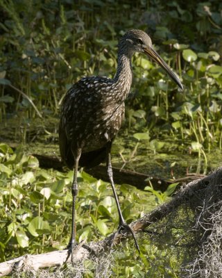 Limpkins