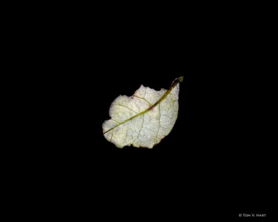 Magical Floating Leaf 4-17-11