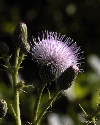 Morning Thistle 4-17-11