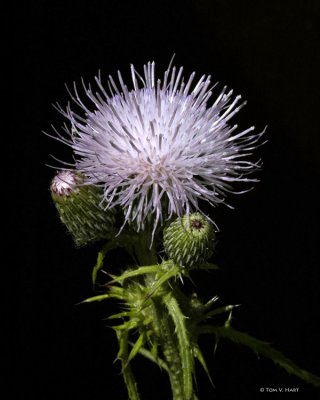 Thistle Blossom II 4-20-11