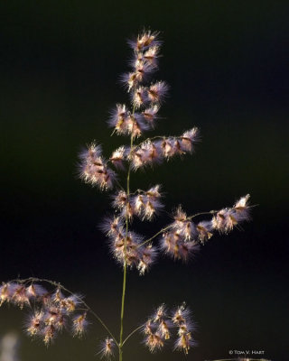 Gone To Seed 4-21-11
