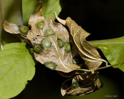 Green Spots On Leaf 4-23-11