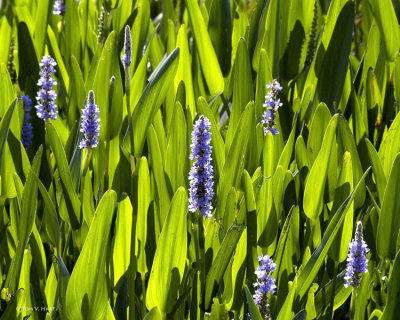 Pickerelweed 4-23-11