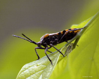 Red eyed Stinkbug 4-23-11