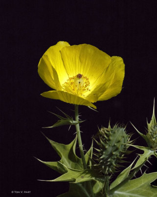 Yellow Flower 4-23-11