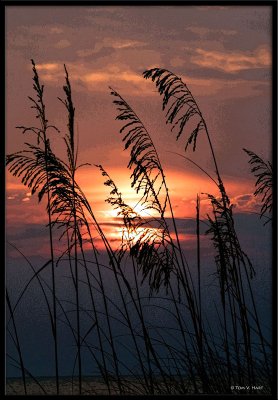 Seaoats Posterized
