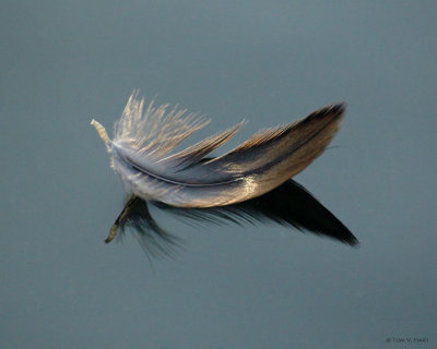 Floating Feather II