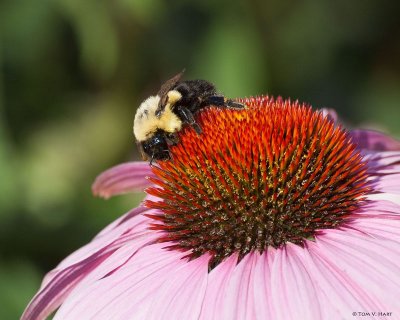 Bumble Bee - Elevated Park Walk  - NYC