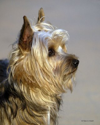 Sadie - Silky Terrier- 5-9-11