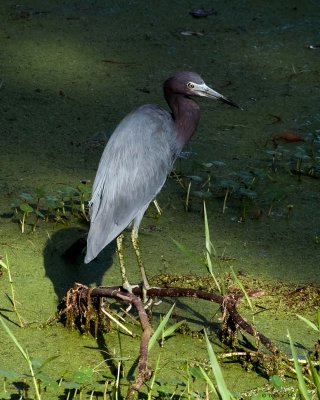 Heron 2-23-12 LR