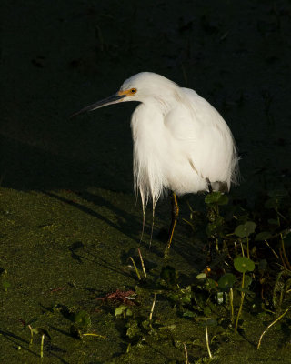 Snowy Egret 2-21-12