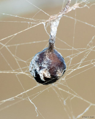 Spider Web Berry