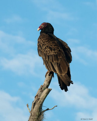 Turkey Vulture 2-21-12