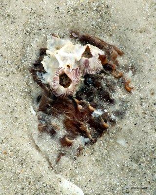 Attached - Barnacles 6-19-12