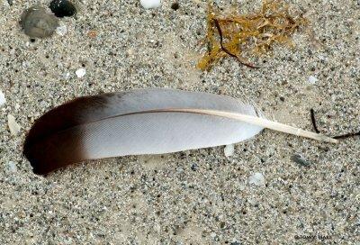 Feather In The Sand 6-19-12
